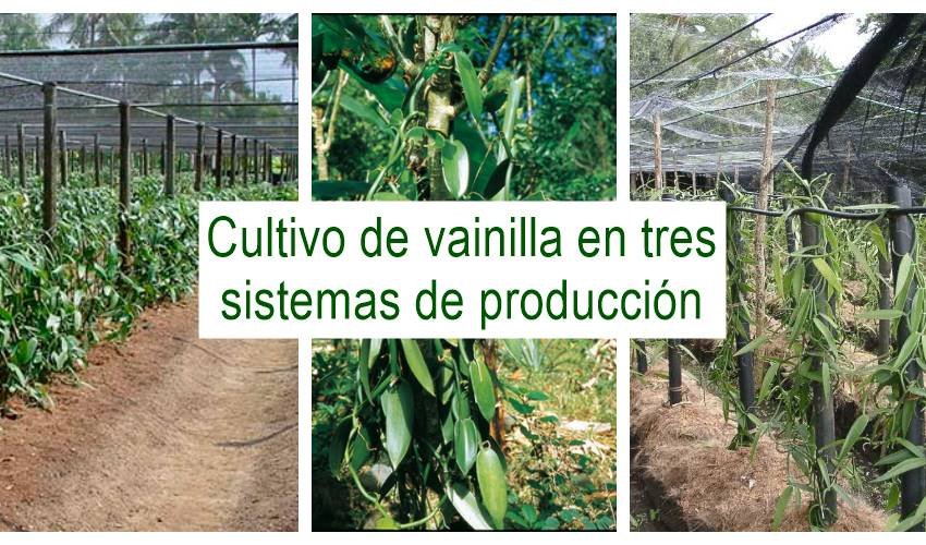 Cultivo de Vainilla en tres sistemas de produccion