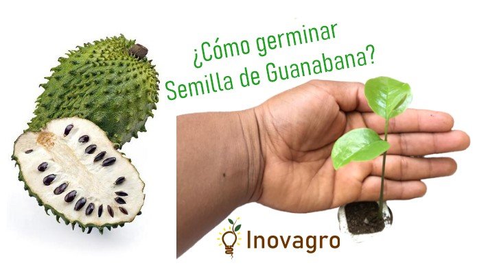 Guanabana: Como Germinar la semilla