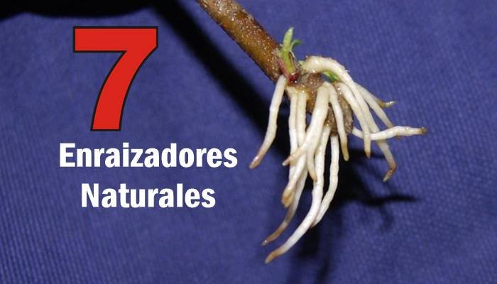 7 enraizadores naturales