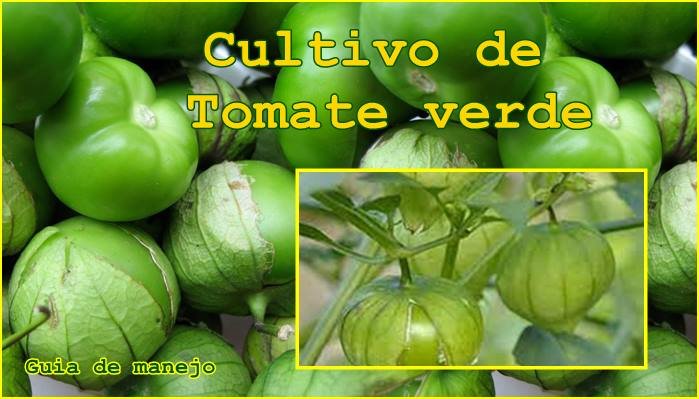 cultivo de tomate verde